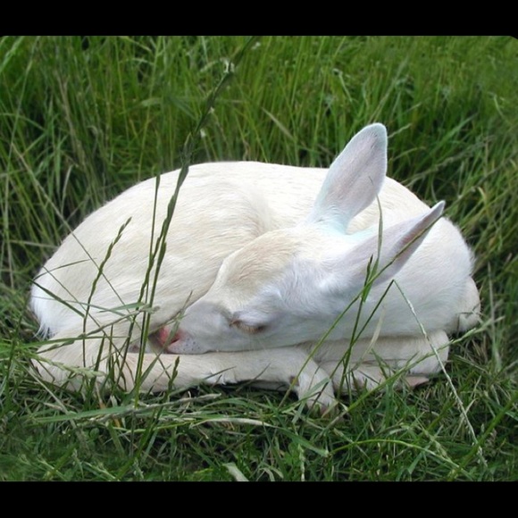 Meet your Posher,  - Picture 1 of 1